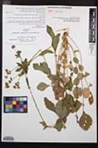 Drymocallis glandulosa var. reflexa image