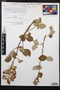 Rubus armeniacus image