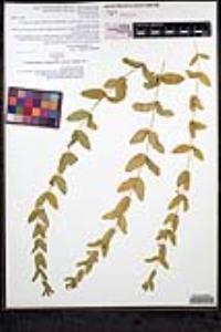 Scutellaria bolanderi subsp. austromontana image