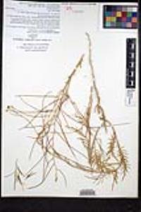 Sisymbrium altissimum image