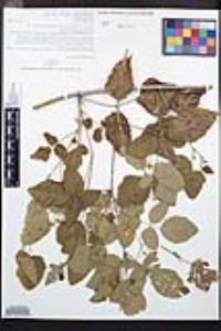 Rubus glaucifolius image