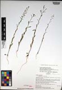 Lepidium virginicum subsp. menziesii image