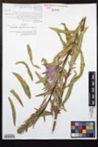 Oenothera elata image