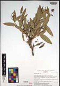 Dendromecon rigida image
