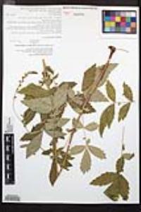 Agrimonia gryposepala image