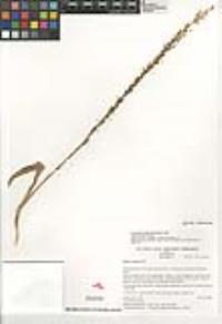 Piperia elongata image