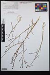 Eulobus californicus image
