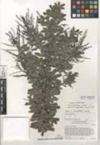 Acacia baileyana image