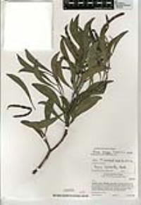 Acacia pycnantha image