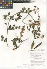 Lathyrus vestitus var. vestitus image
