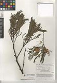 Acacia mearnsii image