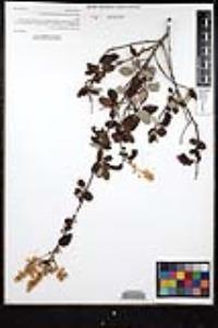 Ceanothus tomentosus image