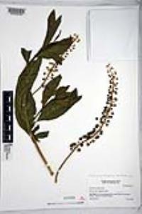 Phytolacca americana var. americana image