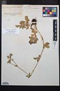 Potentilla gracilis image