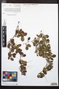 Cercocarpus minutiflorus image