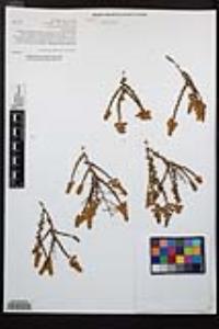 Adenostoma fasciculatum image