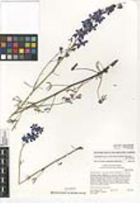 Delphinium parryi subsp. maritimum image