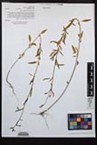 Clarkia delicata image