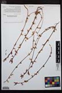 Camissoniopsis robusta image