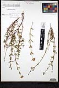 Monardella stoneana image