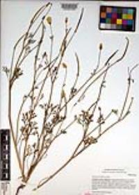 Eschscholzia californica image