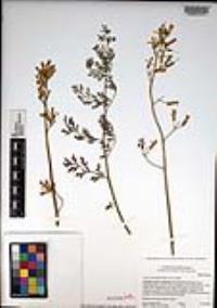 Ehrendorferia chrysantha image