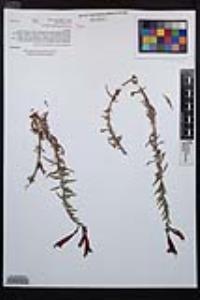 Epilobium canum image