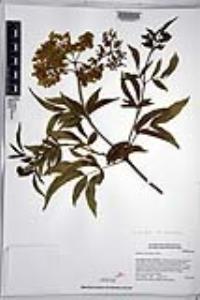 Sambucus cerulea image