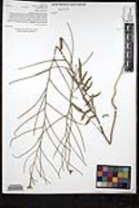 Sisymbrium orientale image