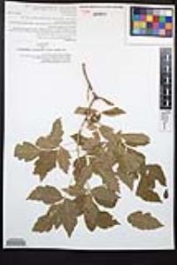 Acer negundo var. californicum image