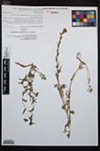 Epilobium densiflorum image