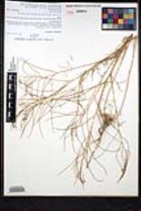 Sisymbrium altissimum image
