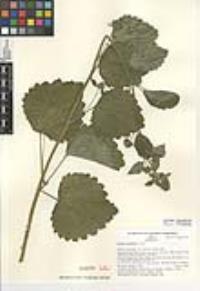 Boykinia rotundifolia image