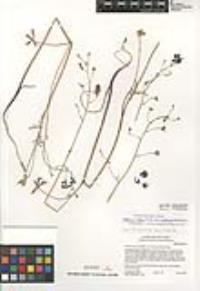 Delphinium patens subsp. montanum image