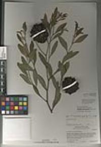 Eucalyptus conferruminata image
