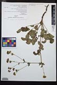 Drymocallis glandulosa var. reflexa image