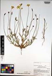 Platystemon californicus image