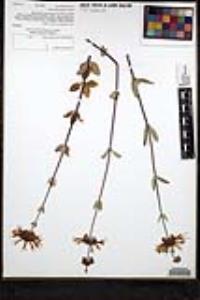 Salvia clevelandii image