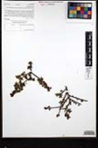 Rhamnus crocea image