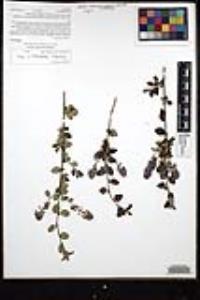 Ceanothus tomentosus image