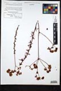 Eriogonum fasciculatum image