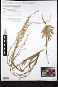 Thysanocarpus curvipes image