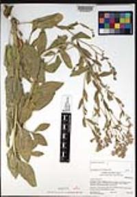 Lepidium latifolium image