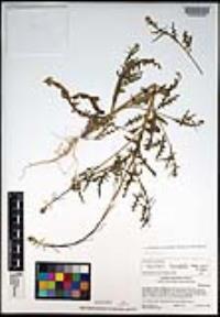 Caulanthus lasiophyllus image