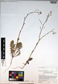 Brassica tournefortii image