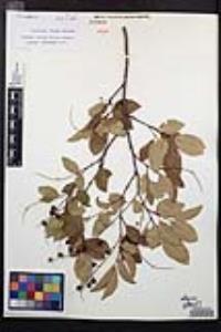 Prunus serotina subsp. virens image