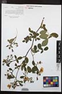 Rosa californica image
