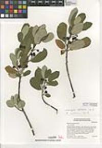 Frangula californica image