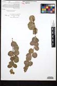 Rhamnus crocea image