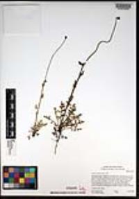 Papaver californicum image